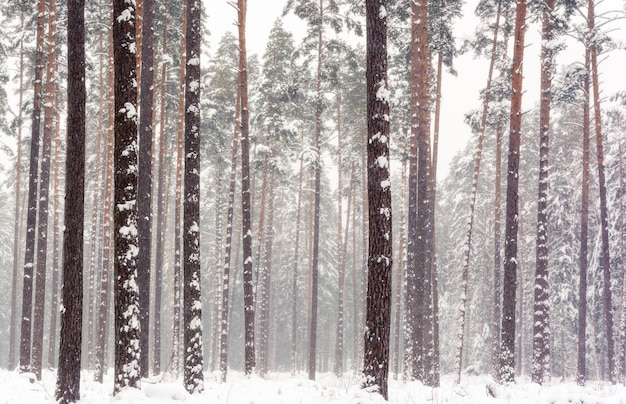 Cold winter morning in the woods