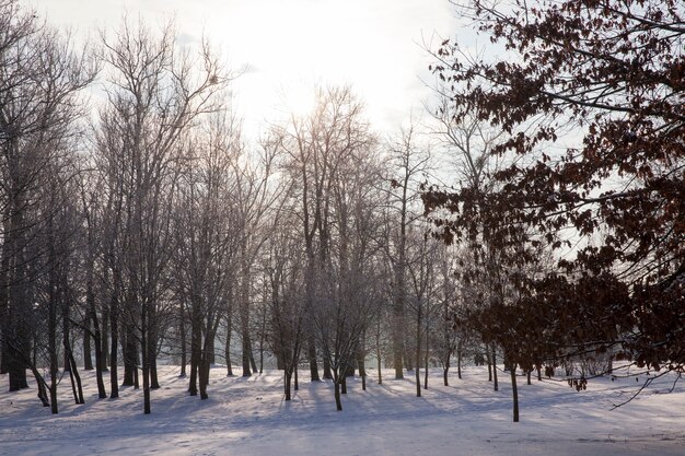 Cold winter weather in the park or forest in frosts with pine and spruce trees, coniferous trees in the winter season, winter season with snow in the park or forest and pine firs