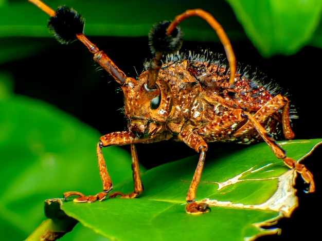 Coleoptera-Cerambycidae is a plant in sugar cane. Coleoptera-Cerambycidae worm is in the soil