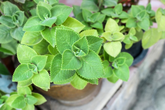 Coleus amboinicus in a pot