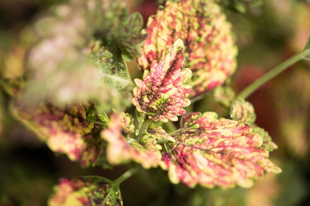 Coleus leaf texture Nettle dyed Coleus blumei Plectranthus scutellarioides Solenostemon scutellarioides Close up background