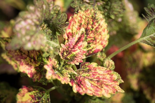 Coleus leaf texture Nettle dyed Coleus blumei Plectranthus scutellarioides Solenostemon scutellarioides Close up background