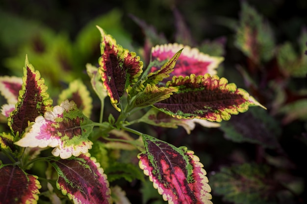 Coleus leaf texture Nettle dyed Coleus blumei Plectranthus scutellarioides Solenostemon scutellarioides Close up background