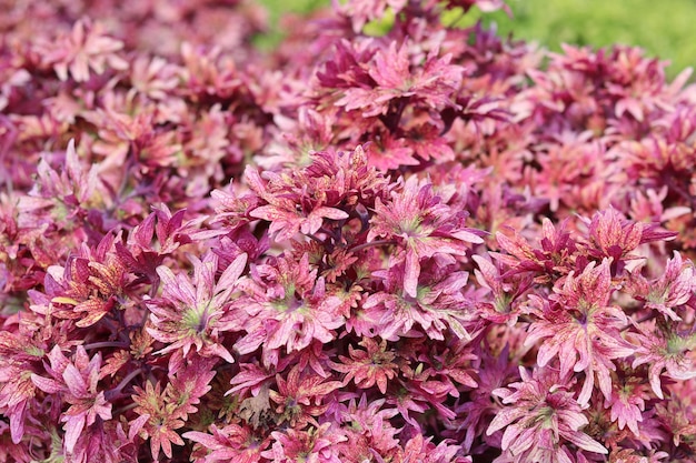 Coleus, painted nettle, Coleus blumei, Plectranthus scutellarioides, Abstrack background