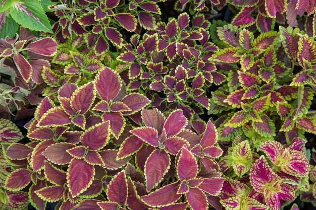 Coleus, Painted nettle or Solenostemon leaf.