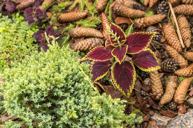 Coleus plant on the background of spruce cones and green plants