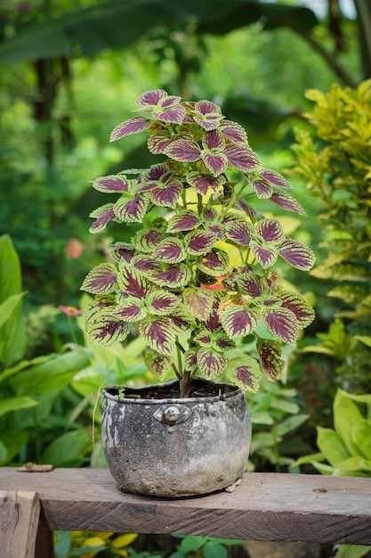 Photo coleus plant leaves are green and purple in pot