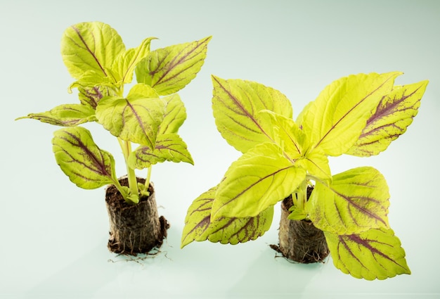 Coleus plant mini seedlings with variegated bright yellow leaves are ready for spring planting