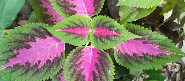 Photo coleus plant