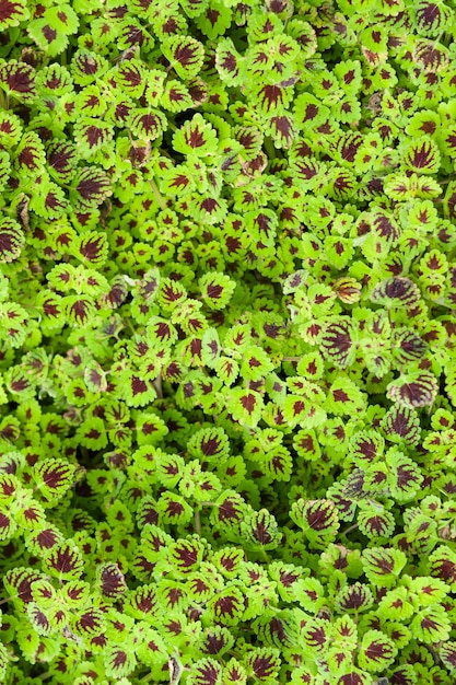 Coleus plants for fresh green or tropical view background ideas