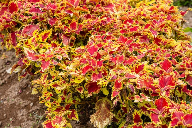 Coleus scutellarioides, commonly known as coleus