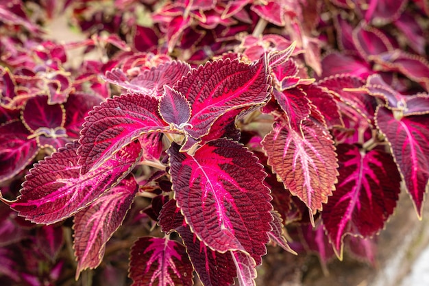 Coleus scutellarioides, commonly known as coleus