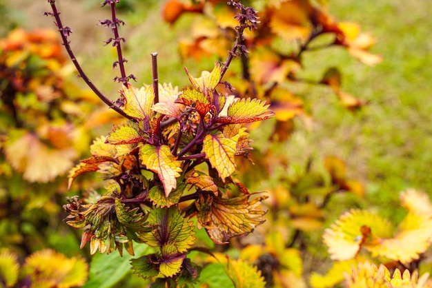 Coleus scutellarioides commonly known as coleus