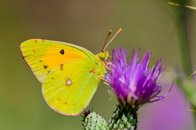 The colias croceus butterfly is a species of the pieridae family