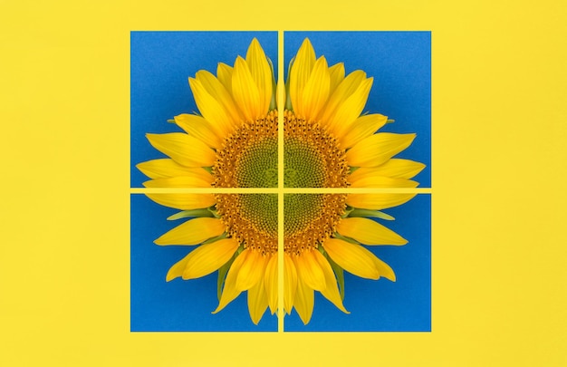 Collage of sunflower on the yellow background Closeup Flat lay