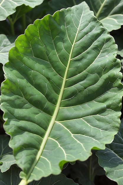 Photo collard green leaf