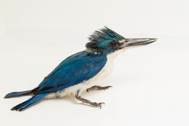 The Collared Kingfisher bird (Todiramphus chloris) isolated