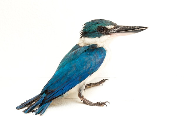 The Collared Kingfisher bird (Todiramphus chloris) isolated