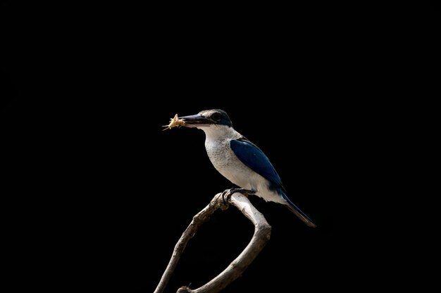 Collared kingfisher Whitecollared kingfisher Mangrove kingfisher Todiramphus chloris on a branch with a black backdrop