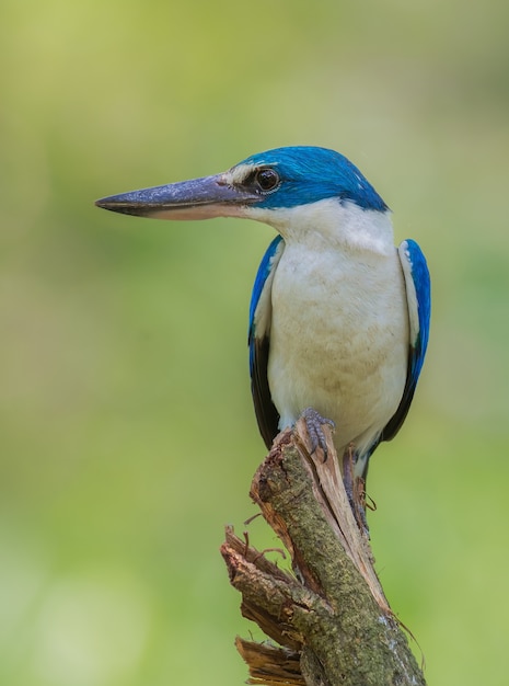 Collared Kingfisher