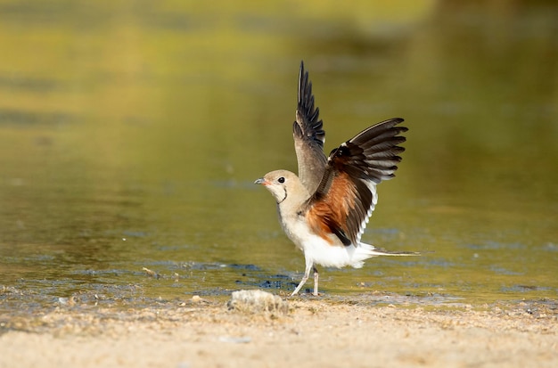 Collared pratincole in a lagoon in central Spain with the last lights of the afternoon