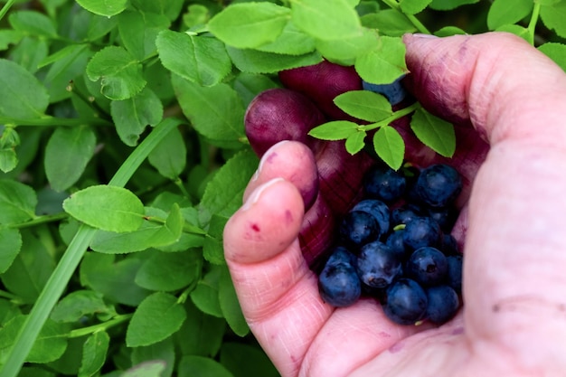 Collect organic blueberries in the forest A womans hand smeared with blueberries