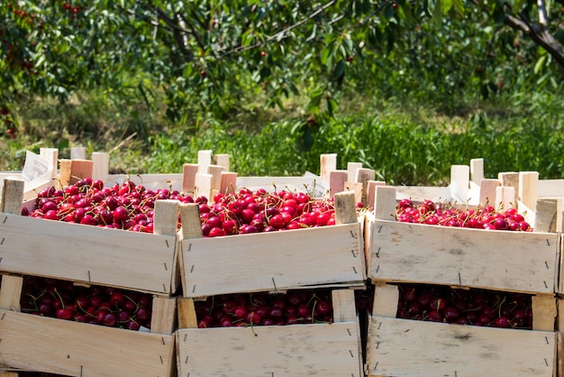 Collecting cherries in the garden The boxes are freshly picked red cherries