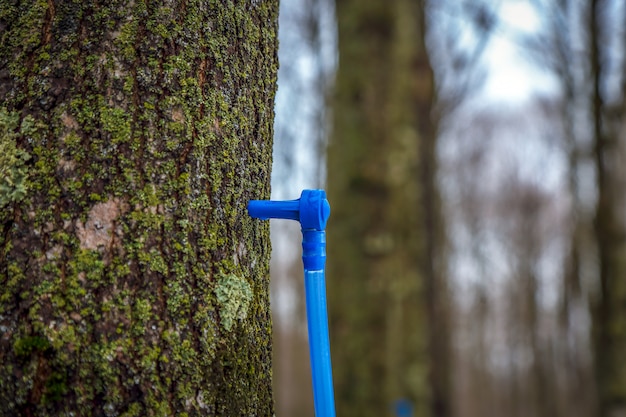 Collecting maple sap in spring.