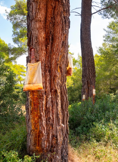 Collecting pine resin in the mountains of Greece