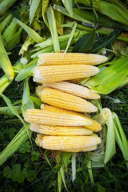 Collecting young corn in summer Harvesting from the vegetable garden Agriculture Closeup