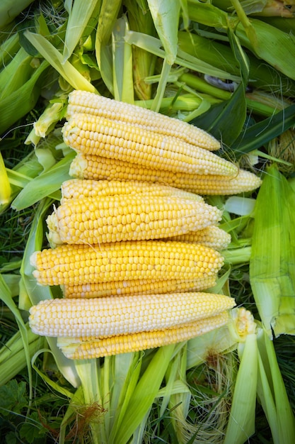 Collecting young corn in summer Harvesting from the vegetable garden Agriculture Closeup