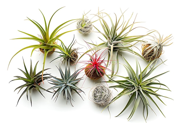 Collection of Air Plants Isolated on White Background