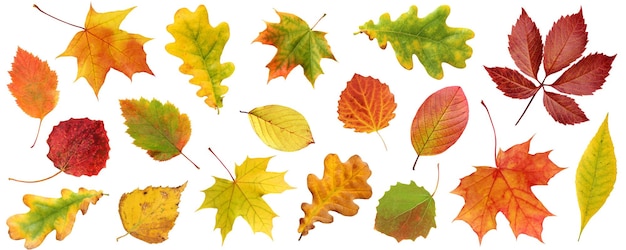 Collection of autumn leaves isolated on a white background