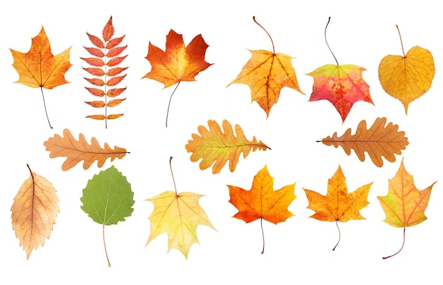 Collection of beautiful autumn leaves isolated on white background