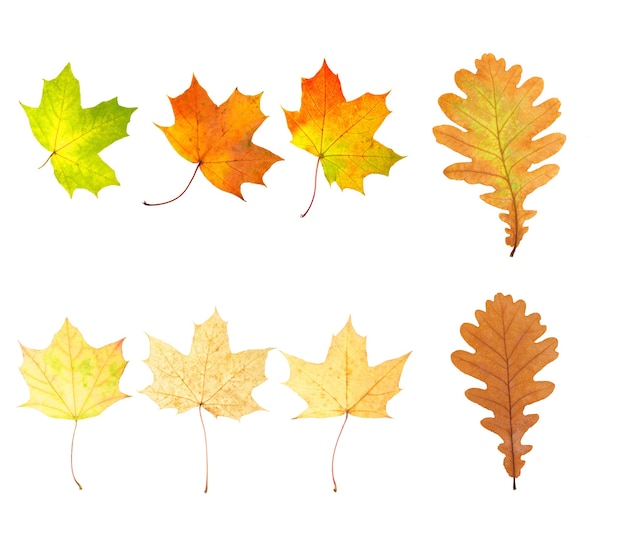 Collection of beautiful autumn leaves isolated on white background