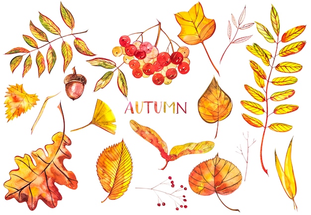 Photo collection beautiful colorful autumn leaves isolated . watercolor illustrations.