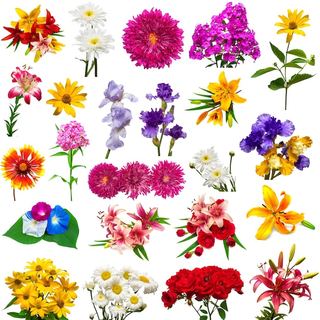 Collection of beautiful colorful flowers isolated on white background