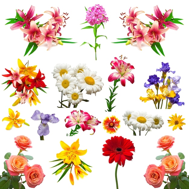 Collection of beautiful colorful flowers isolated on white background