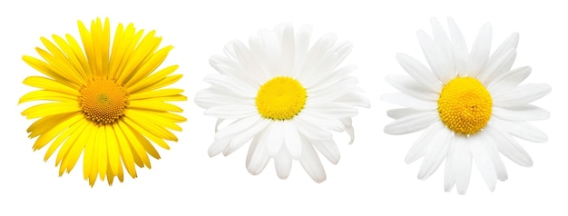 Collection of beautiful daisy flowers isolated on white background. Card. Easter. Spring Set. Flat lay, top view