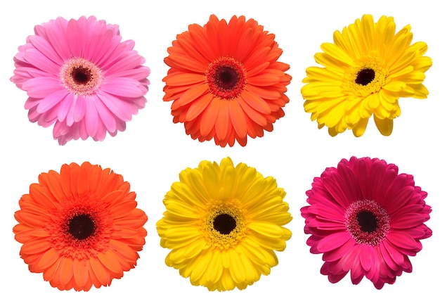 Collection beautiful delicate flowers gerberas isolated on white background Fashionable creative floral composition Summer spring Flat lay top view