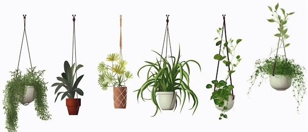 Collection of beautiful plants hanging in various pots isolated on transparent background copy space