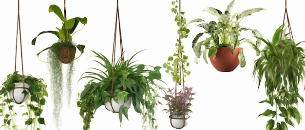 Collection of beautiful plants hanging in various pots isolated on transparent background copy space