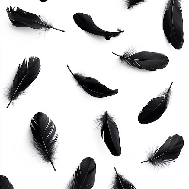 a collection of black feathers with a white background with a black feather on the bottom