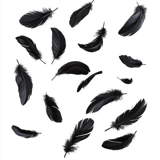 a collection of black feathers with a white background with a black feather on it