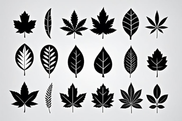 Photo a collection of black and white illustrations of leaves and leaves