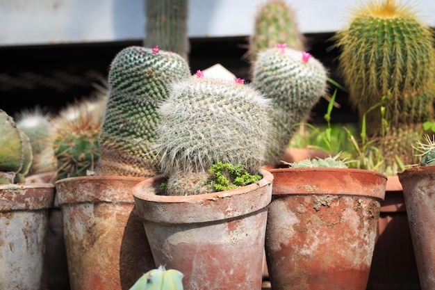 Collection of cacti in pots Garden decoration Various types of beautiful cactus garden Shelves with pots cactus market