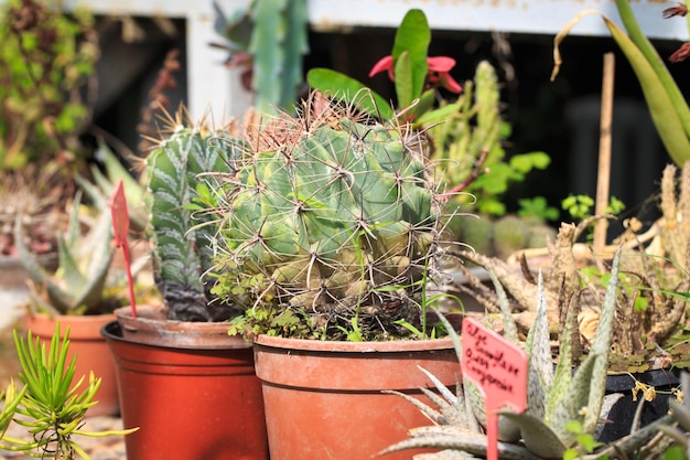 Collection of cacti in pots Garden decoration Various types of beautiful cactus garden Shelves with pots cactus market