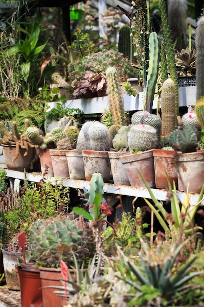 Collection of cacti in pots Garden decoration Various types of beautiful cactus garden Shelves with pots cactus market