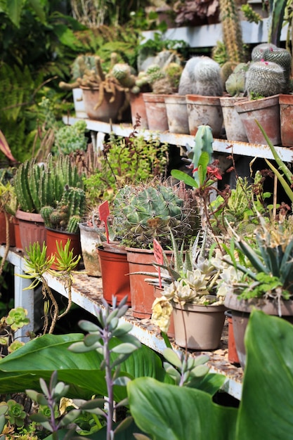 Collection of cacti in pots Garden decoration Various types of beautiful cactus garden Shelves with pots cactus market