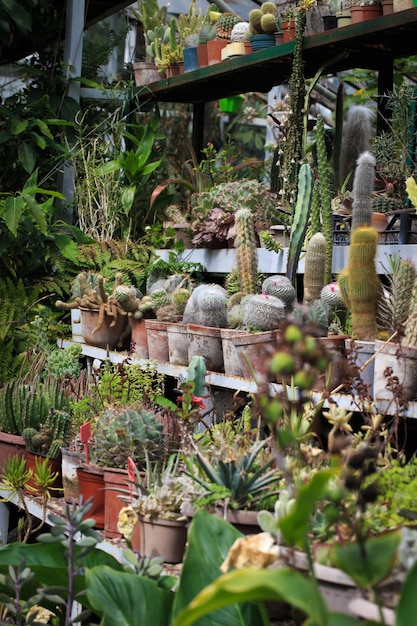 Collection of cacti in pots Garden decoration Various types of beautiful cactus garden Shelves with pots cactus market